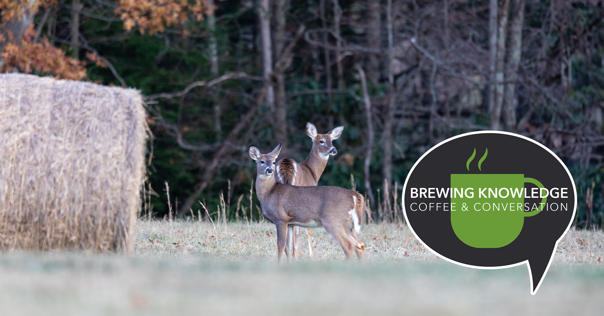 2 white tail deer standing in a field in late Fall: Brewing Knowledge Coffee & Conversation series - MN Mammals