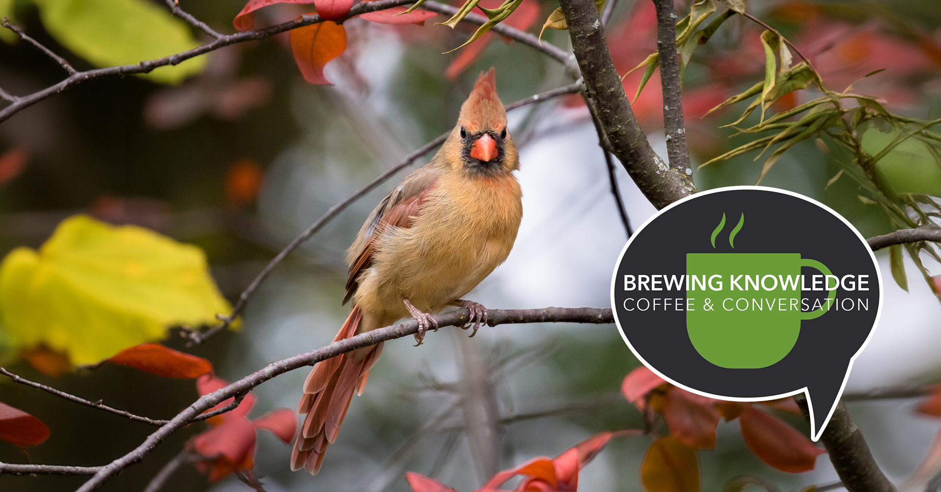 female cardinal in early Fall foliage